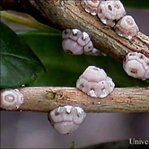 thumbnail for publication: Fig Wax Scale, Ceroplastes rusci (Linnaeus) (Insecta: Hemiptera: Coccoidea: Coccidae)